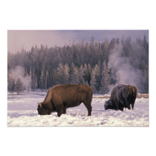 North America, USA, Wyoming, Yellowstone NP, Photo Print