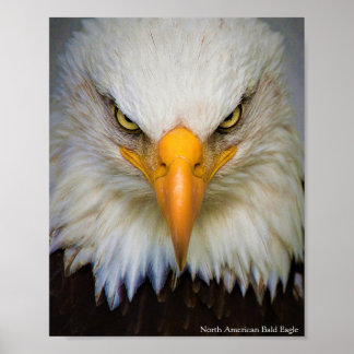 North American Bald Eagle Poster