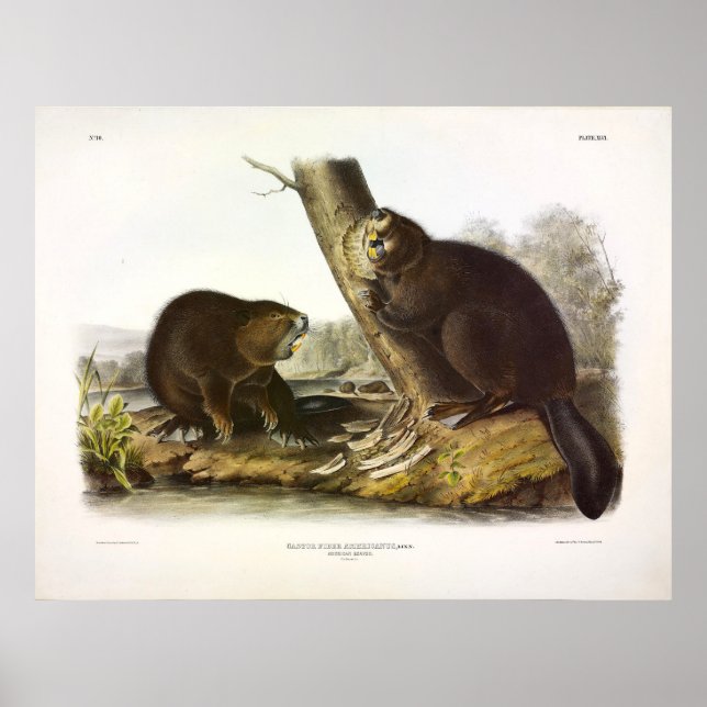 North American Beaver, Castor canadensis - Audubon Poster (Front)