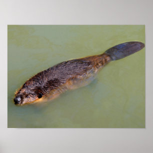 North American Beaver swimming Postcard T-Shirt Co Poster
