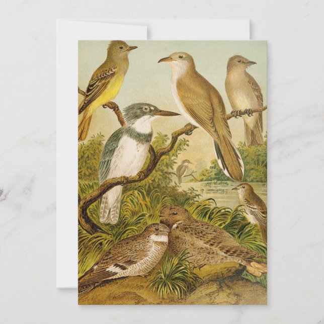 North American Birds | Anton Goering (Front)