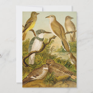 North American Birds Anton Goering