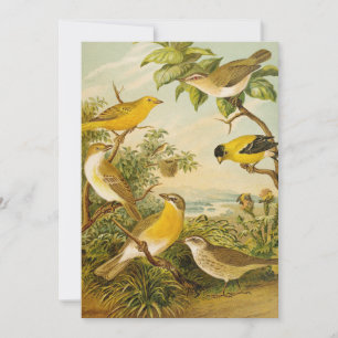 North American Birds Anton Goering