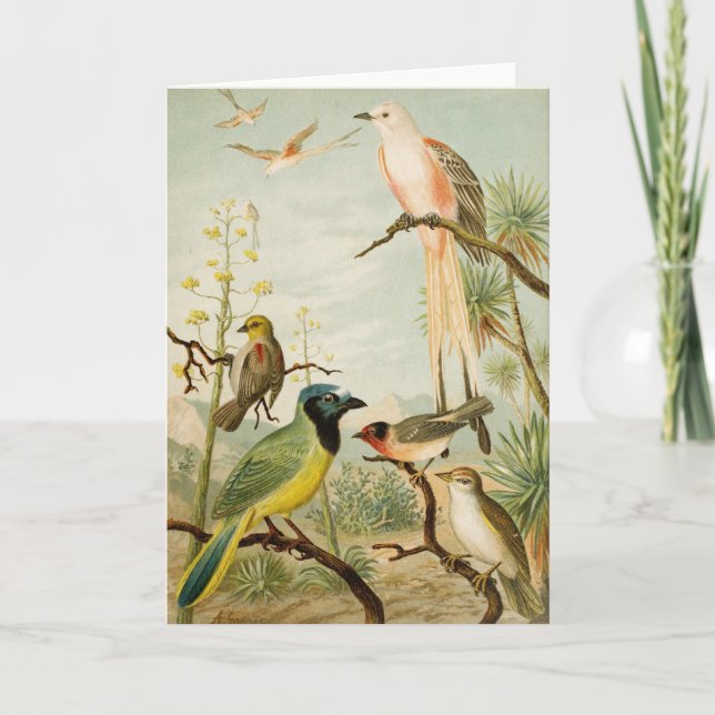 North American Birds | Anton Goering Card (Front)