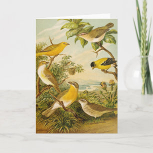 North American Birds Anton Goering Card