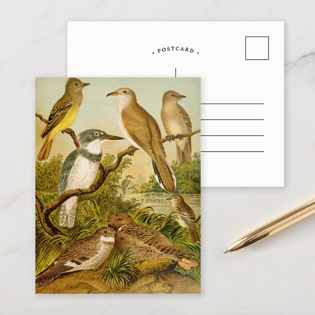 North American Birds | Anton Goering Postcard (Creator Uploaded)