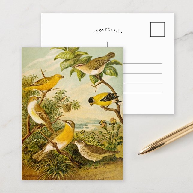 North American Birds | Anton Goering Postcard (Creator Uploaded)