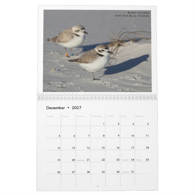 North American Birds by Emily Willoughby Calendar (Dec 2027)