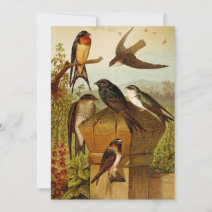 North American Birds Gustav Mützel