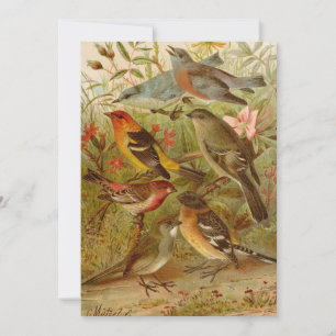 North American Birds Gustav Mützel