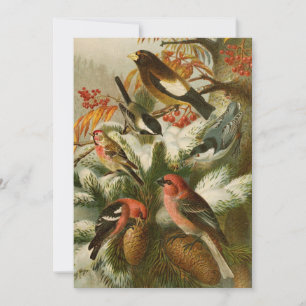 North American Birds Gustav Mützel