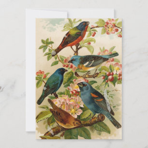 North American Birds Gustav Mützel