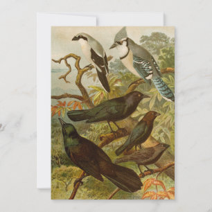 North American Birds Gustav Mützel