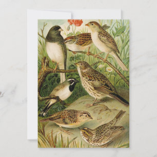 North American Birds Gustav Mützel