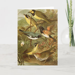 North American Birds Gustav Mützel Card