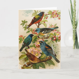 North American Birds Gustav Mützel Card