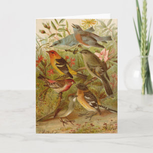 North American Birds Gustav Mützel Card