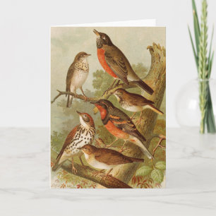 North American Birds Gustav Mützel Card