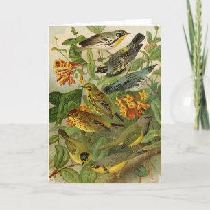 North American Birds Gustav Mützel Card