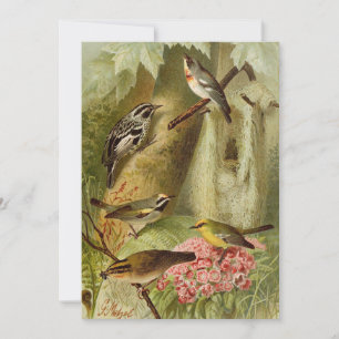 North American Birds Gustav Mützel Card