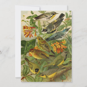 North American Birds Gustav Mützel Card