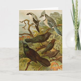 North American Birds Gustav Mützel Card