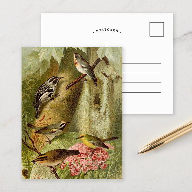 North American Birds | Gustav Mützel Postcard (Creator Uploaded)