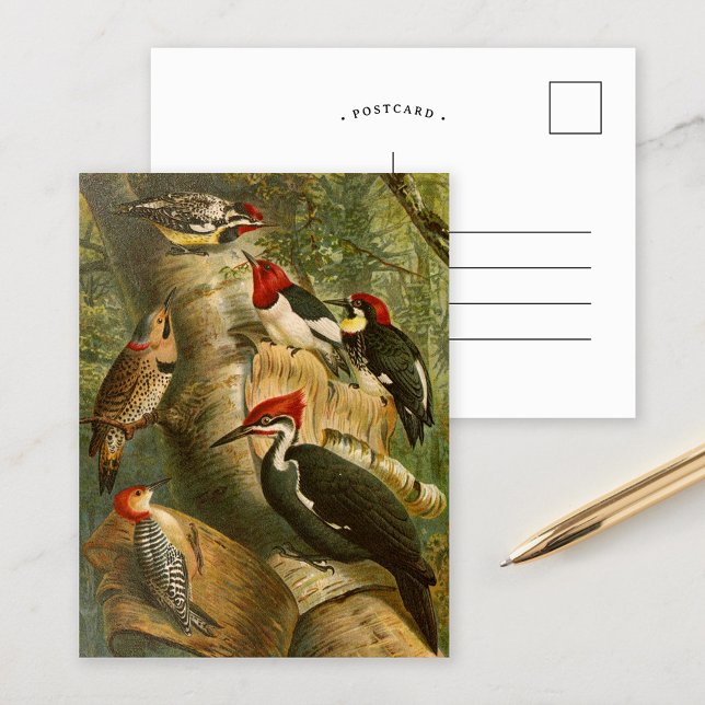 North American Birds | Gustav Mützel Postcard (Creator Uploaded)