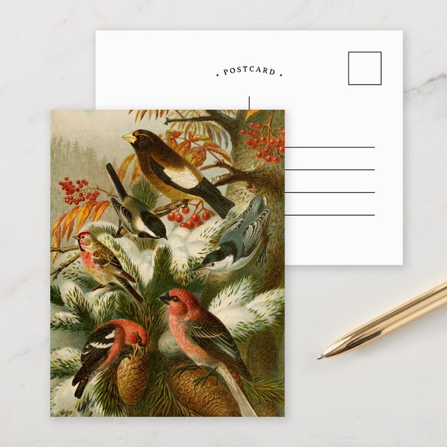 North American Birds | Gustav Mützel Postcard (Creator Uploaded)