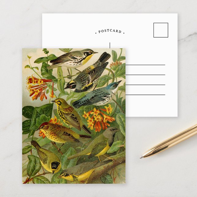 North American Birds | Gustav Mützel Postcard (Creator Uploaded)