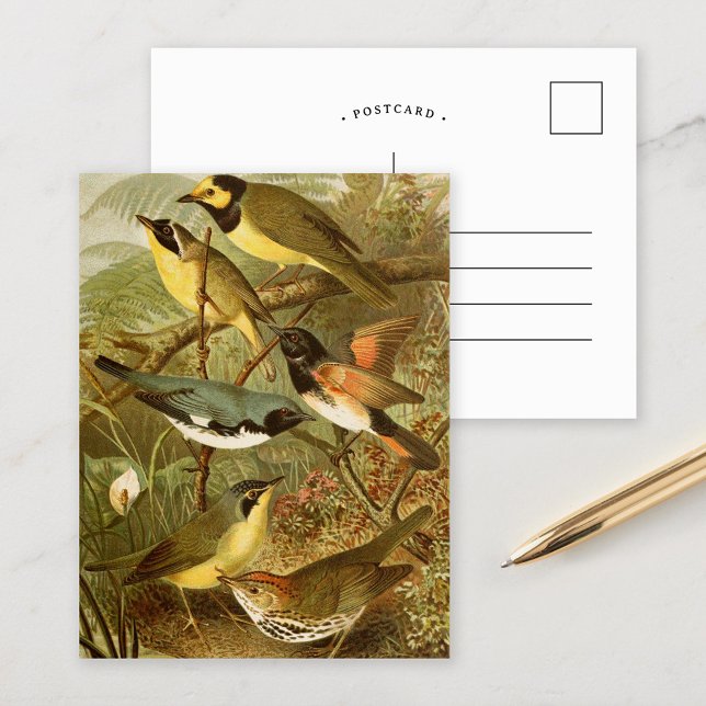 North American Birds | Gustav Mützel Postcard (Creator Uploaded)