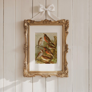 North American Birds   Gustav Mützel Poster