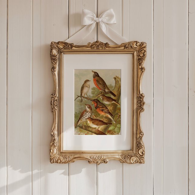 North American Birds | Gustav Mützel Poster (Creator Uploaded)