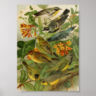 North American Birds   Gustav Mützel Poster