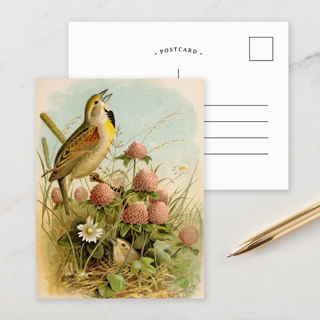 North American Birds | Robert Ridgway Postcard (Creator Uploaded)