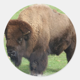North American Bison Stickers