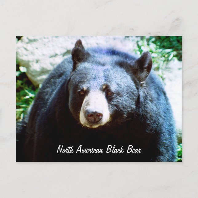 North American Black Bear Postcard (Front)