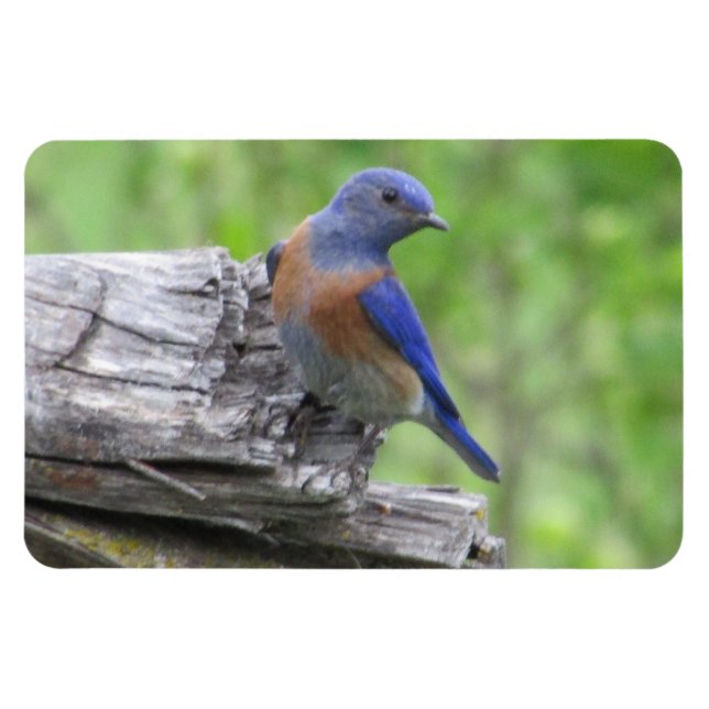 North American Bluebird Magnet (Horizontal)