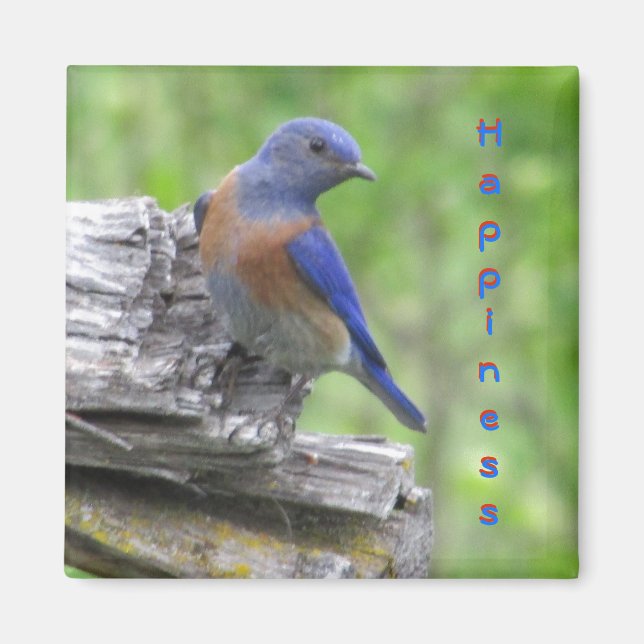 North American Bluebird of Happiness Magnet (Front)