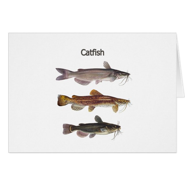 North American Catfish Logo (Front Horizontal)