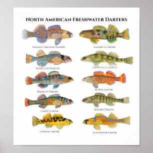 North American Darters Art Poster