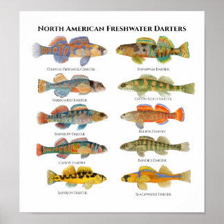 North American Darters Art Poster