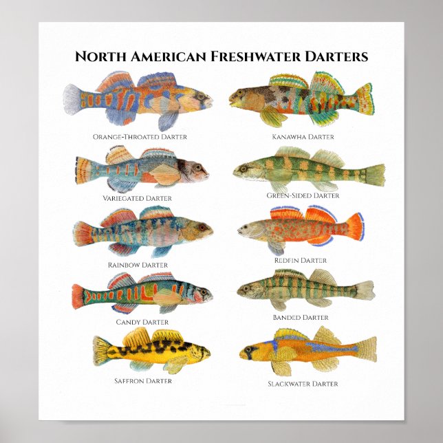 North American Darters Art Poster (Front)