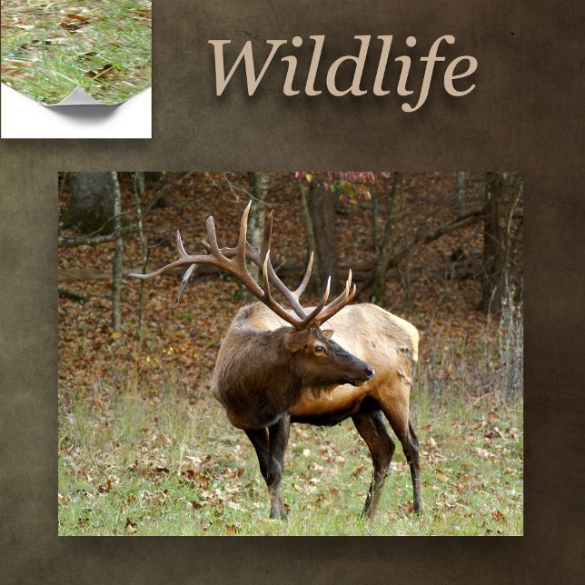 North American Elk Poster (Creator Uploaded)