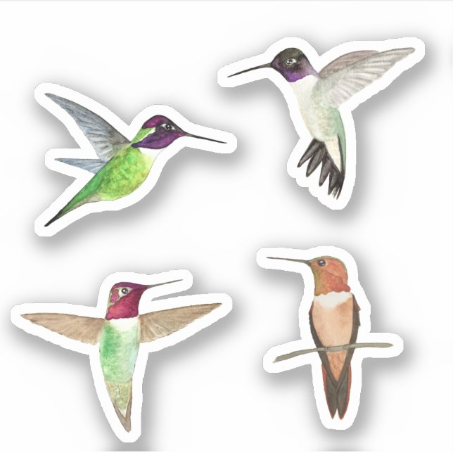 North American Hummingbirds (Front)