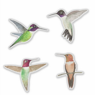 North American Hummingbirds