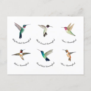North American Hummingbirds  Postcard