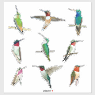 North American Hummingbirds Sticker