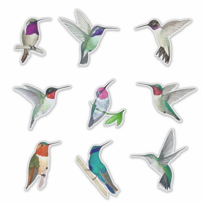 North American Hummingbirds Sticker (Front)