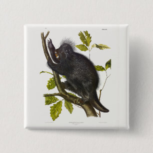 North American or Canada Porcupine by Audubon 15 Cm Square Badge
